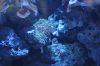Filename=2007-06-17-Coral.jpg
Filesize=79KB
Dimensions=699x464
Date added=Feb 28, 2008 2007-06-17-Coral.jpg