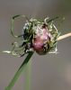 2007-06-17-Purple-Whatsamah.jpg